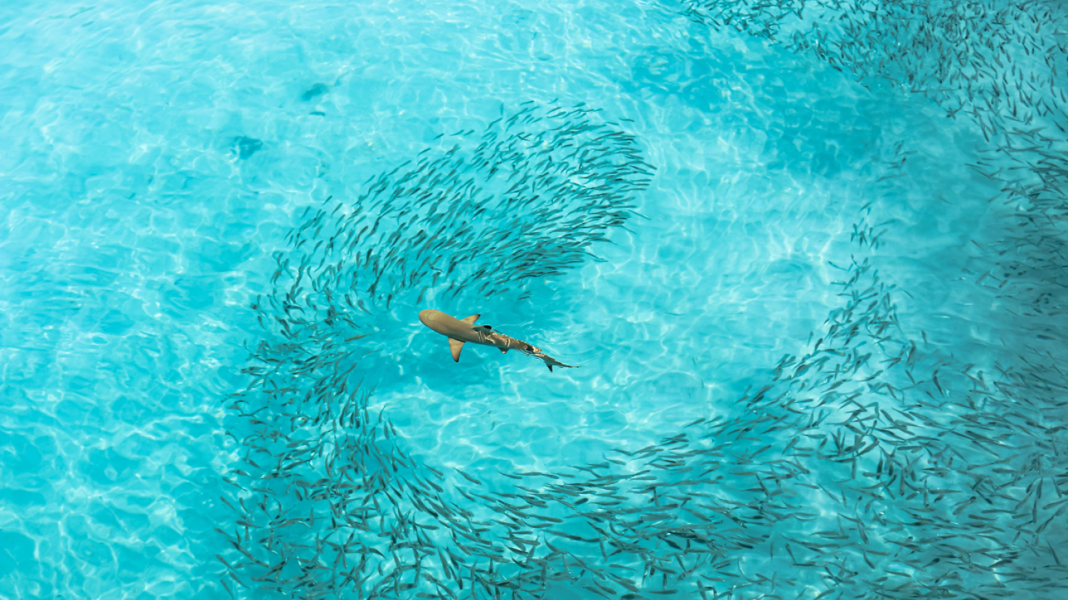 « La chasse vue d'en haut » : cette photo de requins affamés prise par un drone remporte un concours de photographie scientifique