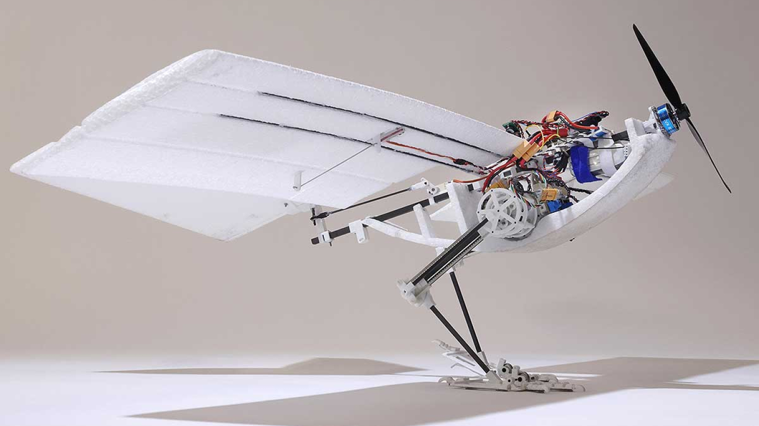 L’invention d’un drone biomimétique qui peut marcher, sauter et voler comme un corbeau