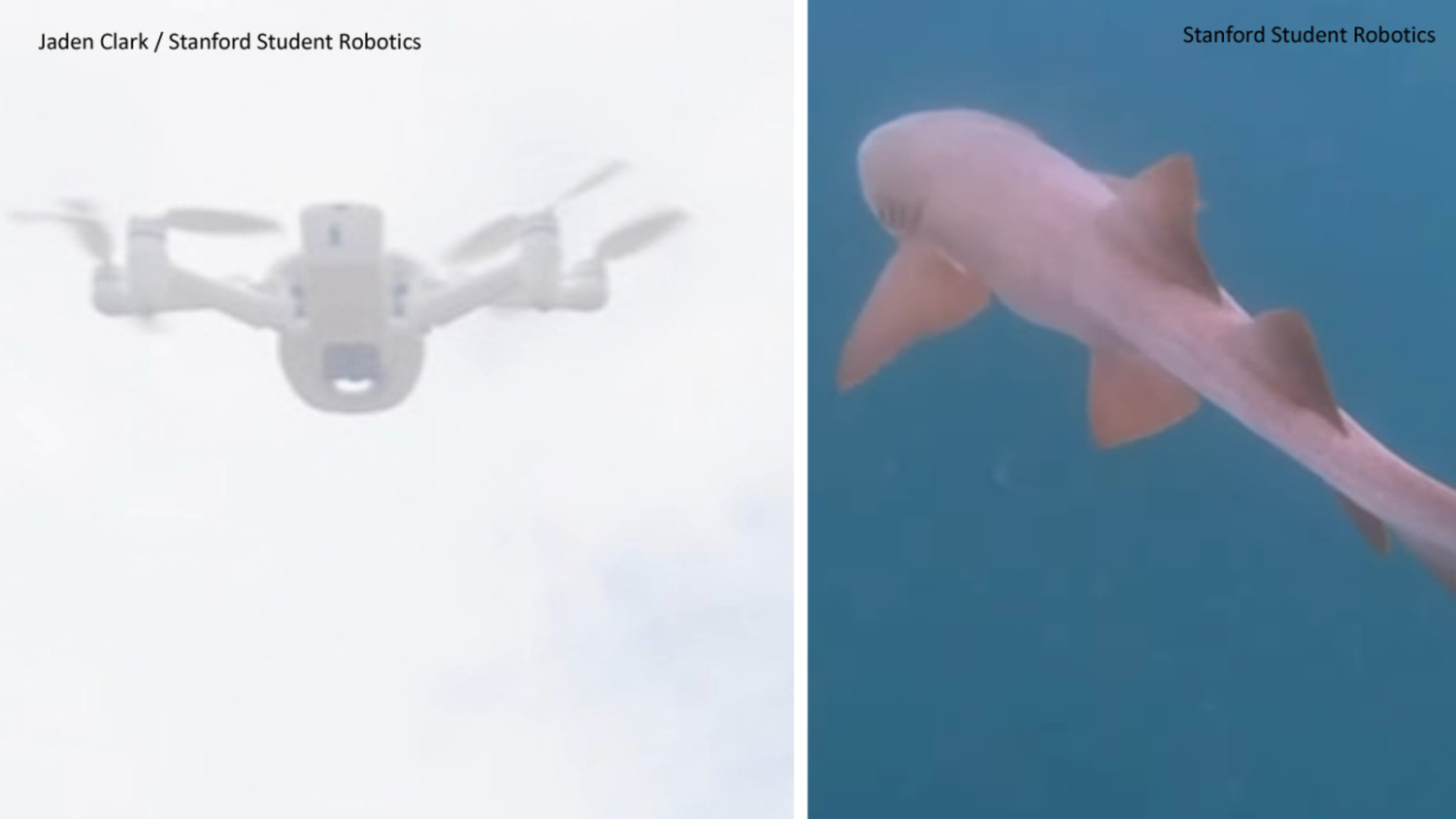 À la poursuite des requins : des étudiants de Stanford utilisent drones et IA pour surveiller la faune marine. 