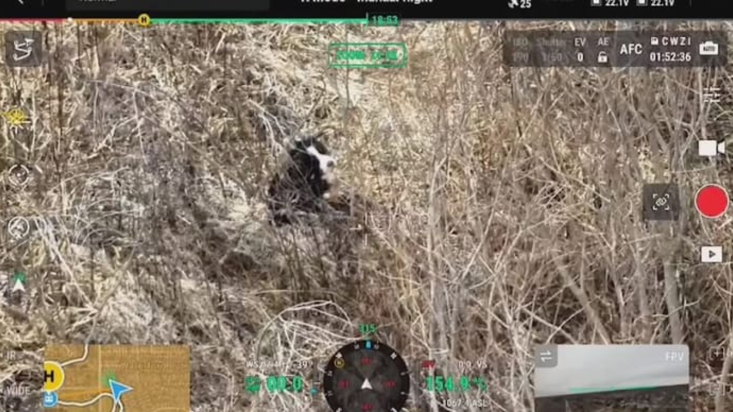 Ils perdent leur chien pendant une semaine et le retrouvent blessé grâce à un professionnel équipé d'un drone