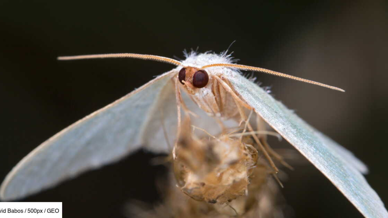 Un drone bio-hybride capable de sentir les odeurs à la manière d'un papillon conçu par des chercheurs