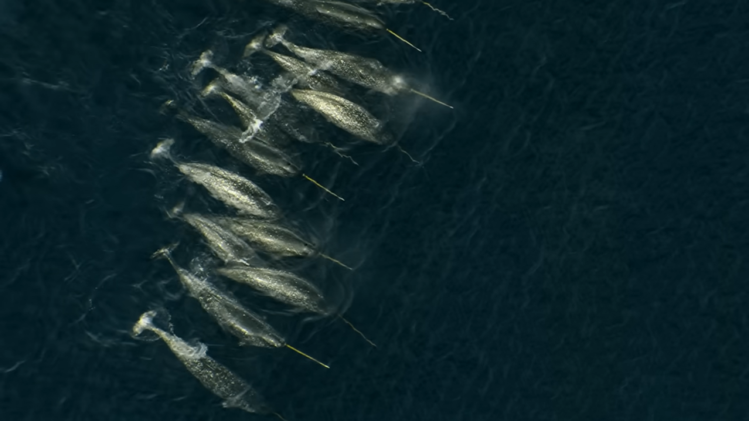 Une rare vidéo de drone montrant des narvals révèle enfin comment les « licornes de la mer » utilisent leurs défenses. Et c'est impressionnant !