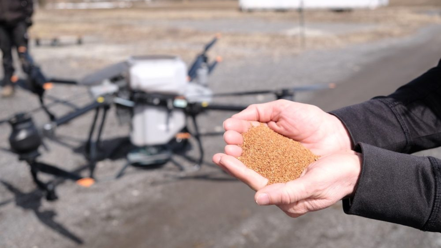 Caméline semée au drone - Le Bulletin des agriculteurs