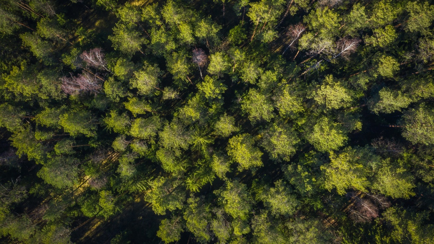 Intégrer davantage les drones en forêt