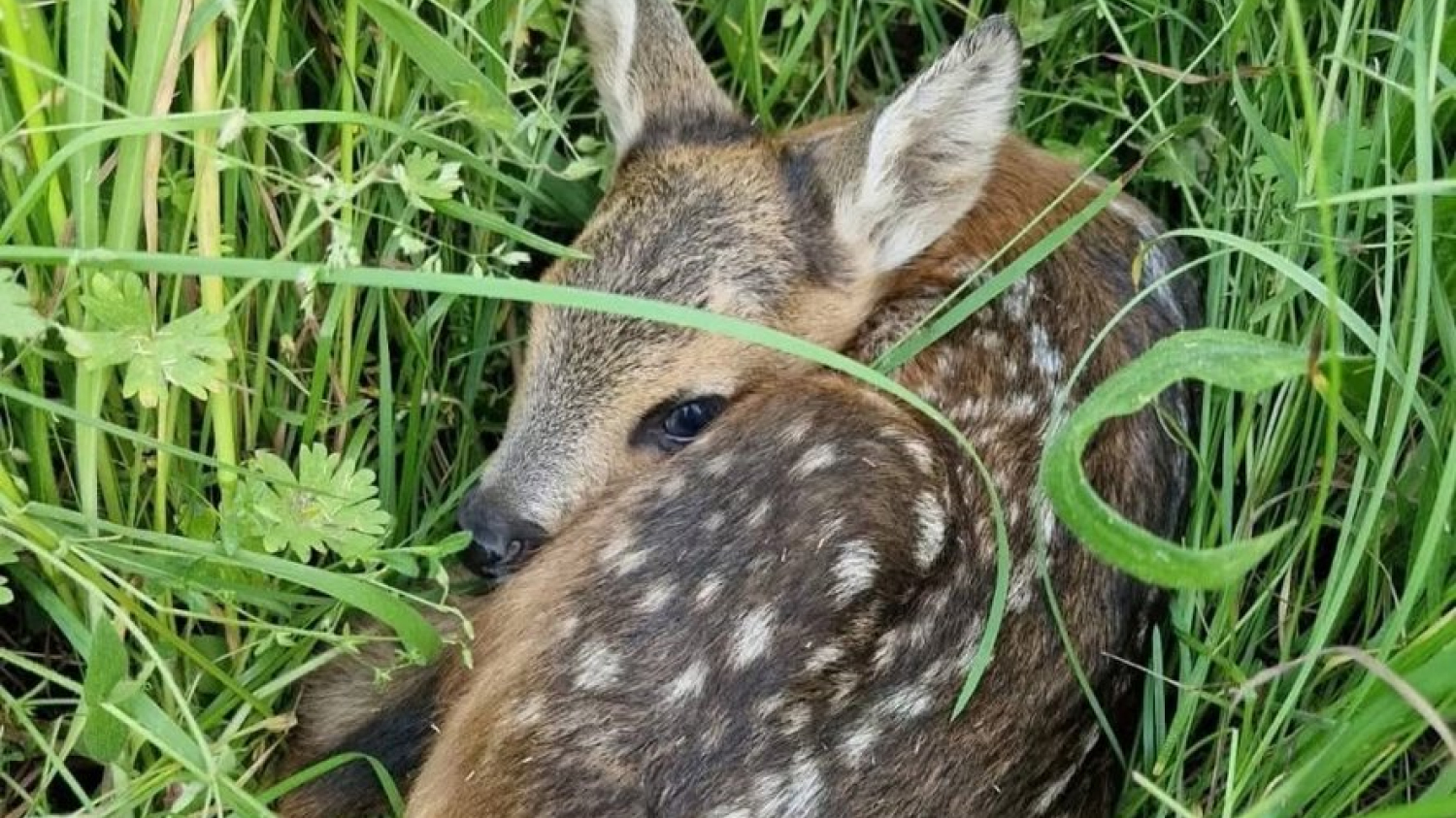 Cinq faons et des œufs de busard sauvés in extremis : un drone évite un carnage avant la fauche en repérant des animaux cachés dans les herbes hautes