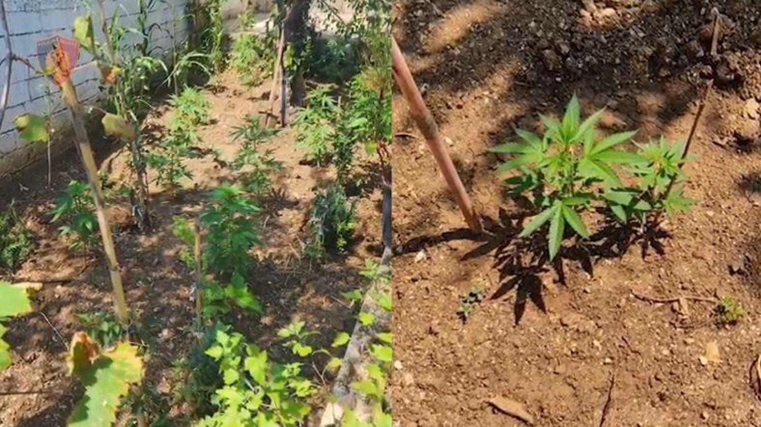Un drone détecte du cannabis dans une cour arrière, un homme de 55 ans arrêté à Lazarat