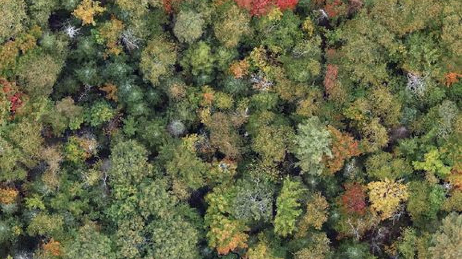 Cartographier la forêt avec des drones et de l’IA pour prédire son avenir climatique