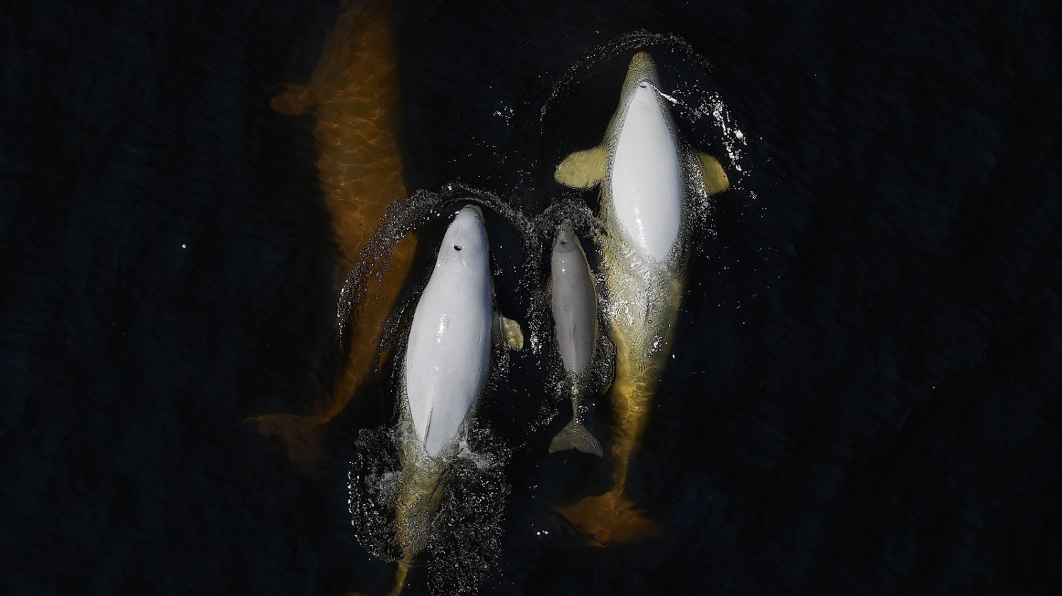 La «révolution» du drone dans la recherche sur les bélugas du…