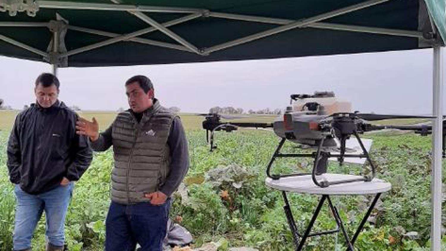 Intercultures | Semer avant la moisson : le pari gagnant du drone pour les couverts