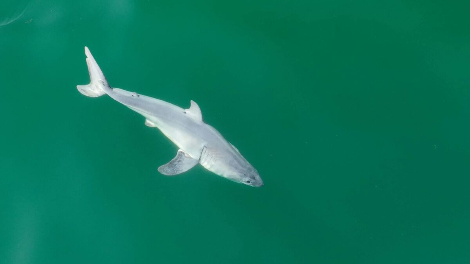 Un « excellent outil de surveillance » : l’Australie se met aux drones pour repérer les requins et fermer ses plages