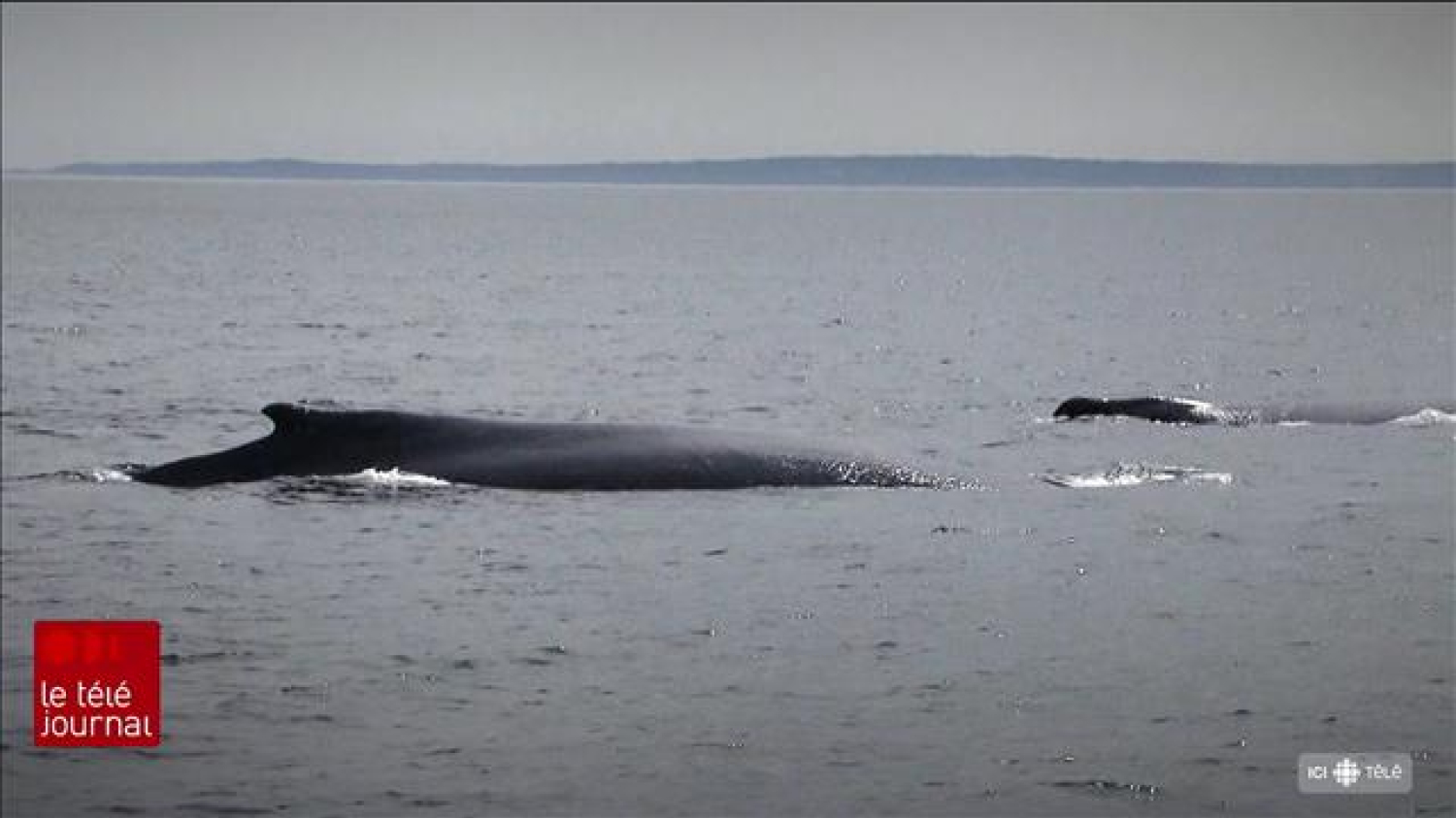 La santé des baleines noires mesurée grâce aux drones 