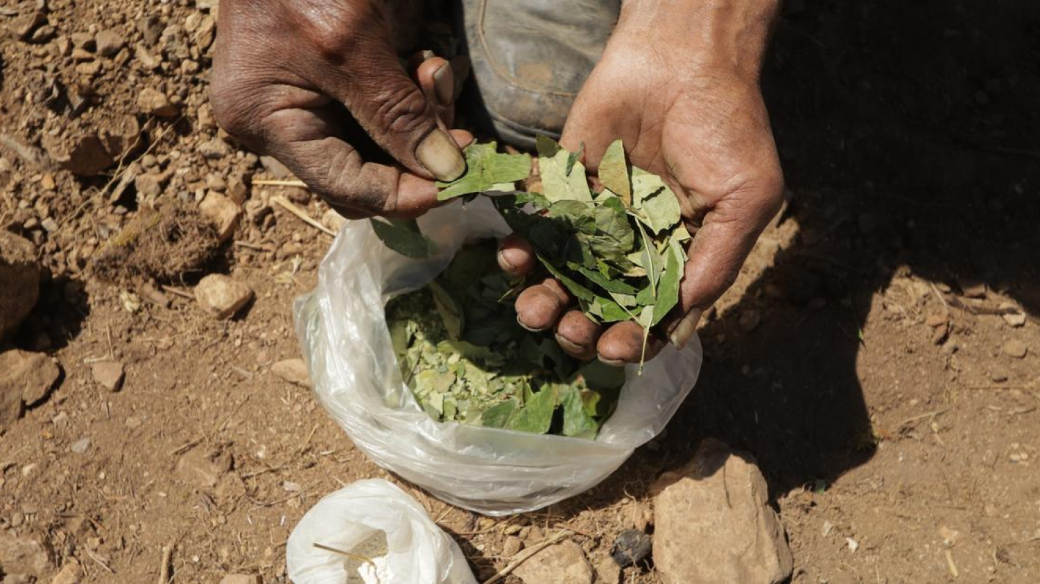 Colombie : le gouvernement lance la pulvérisation par drones de glyphosate sur des plantations de coca
