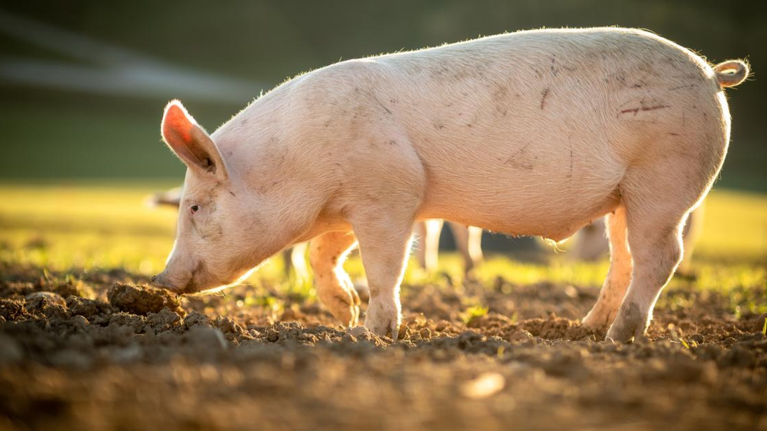 Un agriculteur chinois utilise un drone pour transporter un cochon et provoque une panne d’électricité en touchant un câble