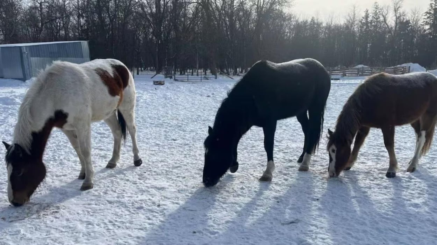 Un drone thermique aide des propriétaires à retrouver leurs chevaux en fuite