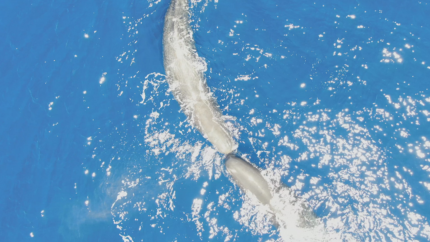 Les cachalots se donnent bien des coups de tête : le mythe de Moby Dick enfin prouvé par drone