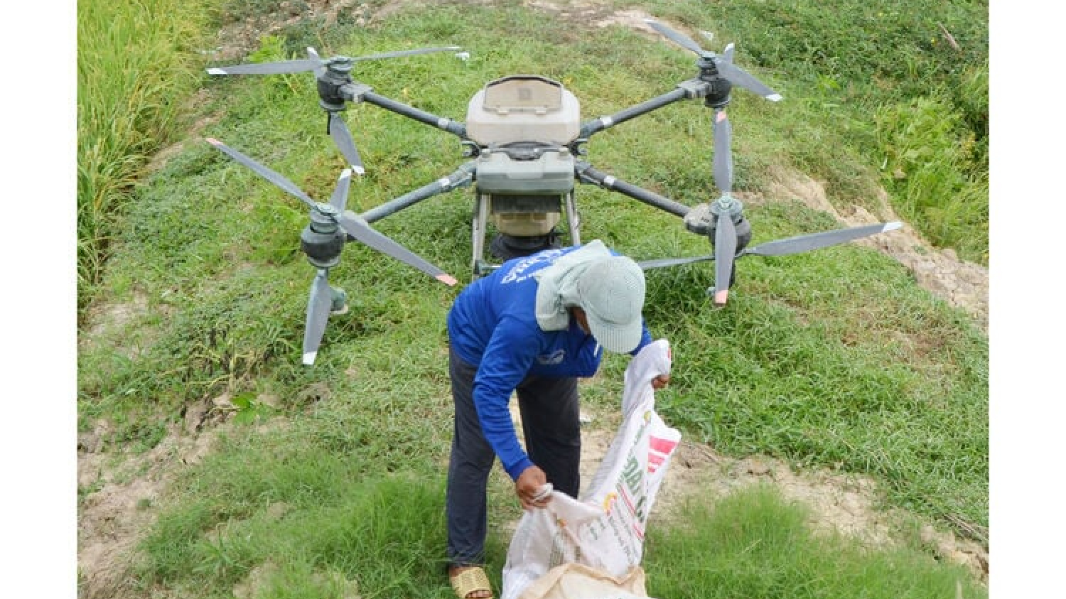 Les agriculteurs pulvérisent des pesticides à l'aide de drones.
