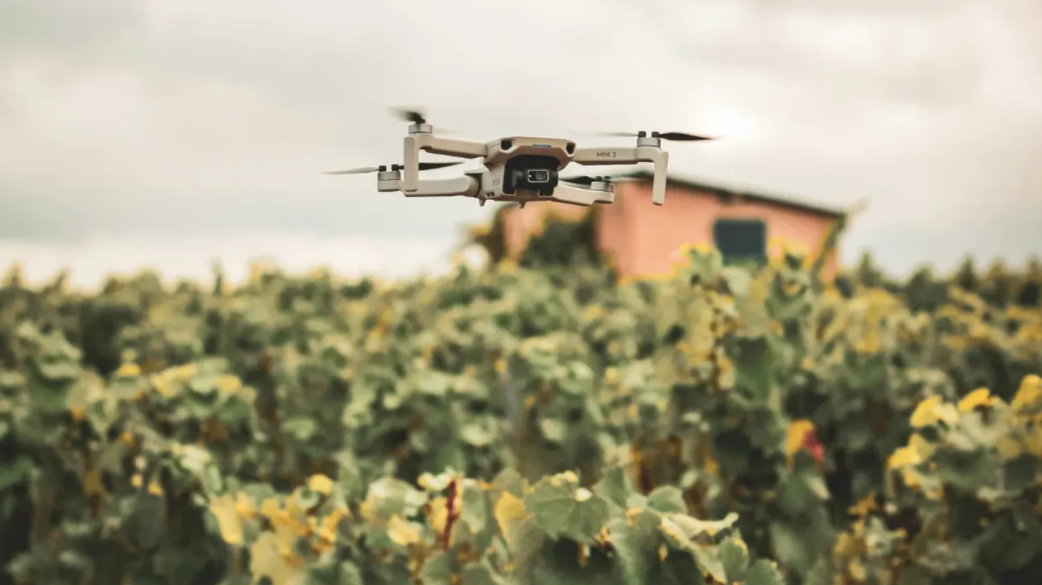 "Le drone peut sauver les récoltes" : le soulagement des viticulteurs après l’autorisation de traiter les vignes par voie aérienne