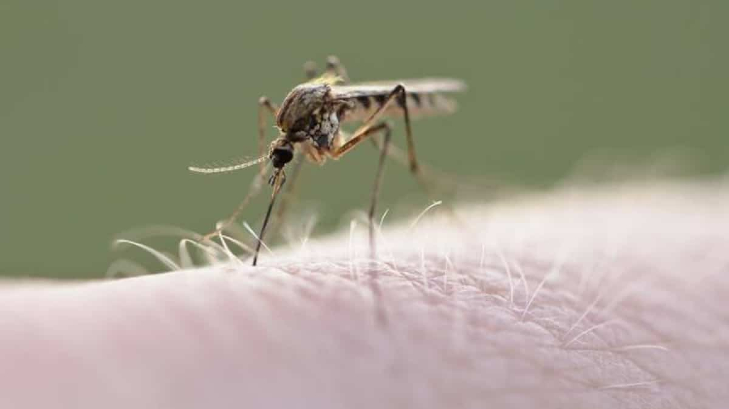 Contrôle des insectes piqueurs: épandage de larvicide par drone