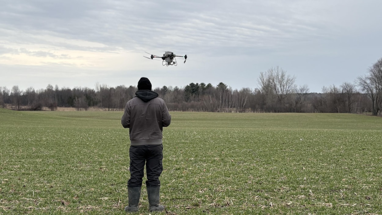 Du trèfle blanc semé à l'aide... d'un drone