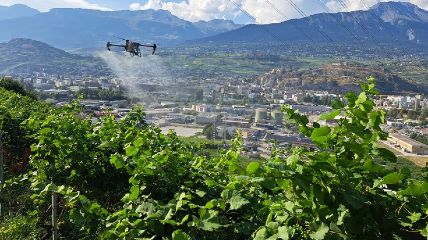 Les drones contre la flavescence dorée dans les vignes escarpées