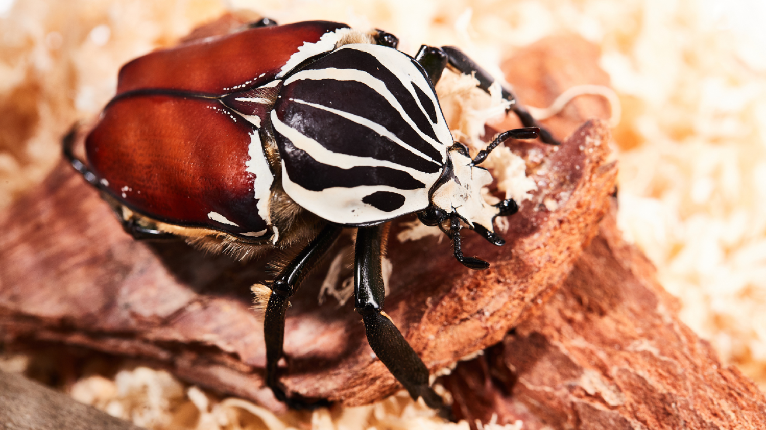 100 grammes et aussi bruyant qu'un drone : le scarabée Goliath est le plus gros insecte du monde