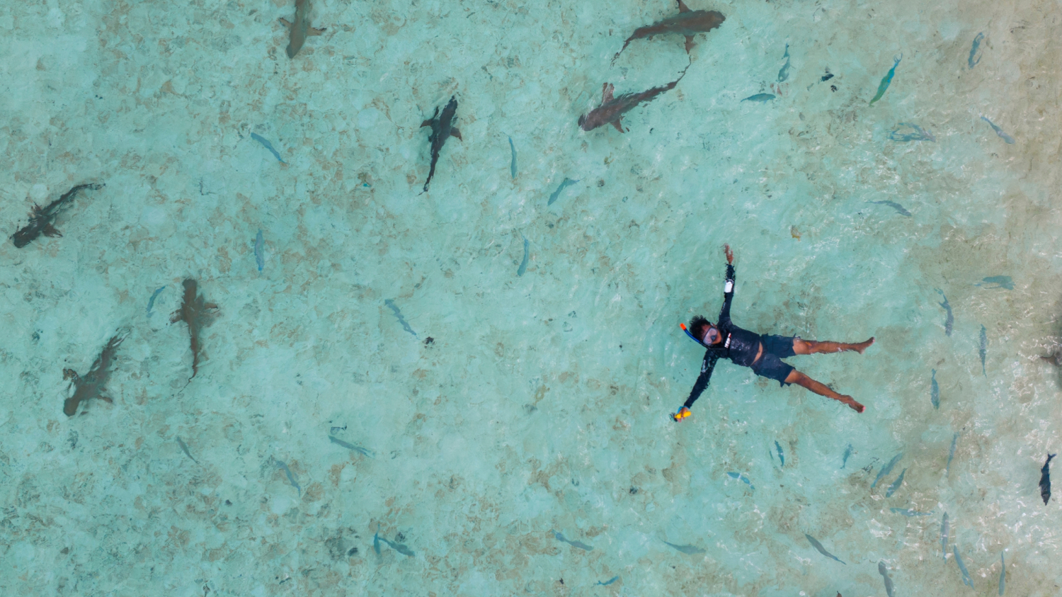 Un pilote de drone repère un requin derrière un surfeur et lui sauve la vie