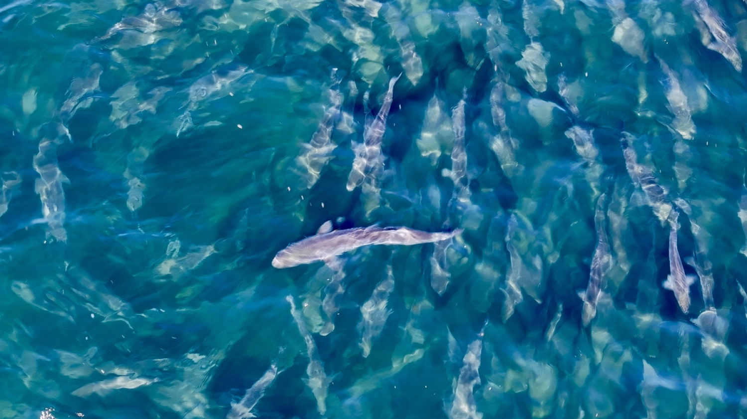 Drones de plage : comment leur IA détecte les requins avant les humains