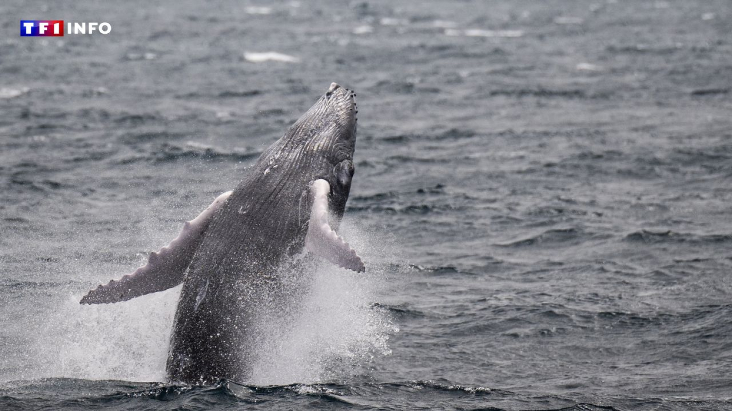 "C'était extraordinaire" : pour la première fois, un drone filme la naissance d'une baleine à bosse au large de l'Australie