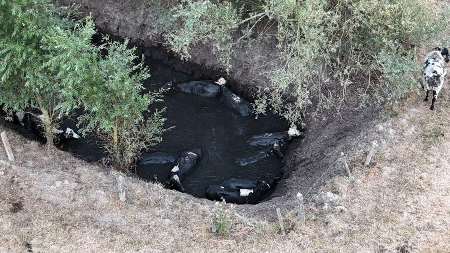 « Elles ont dû y rester quatre heures » : à l’aide de son drone, il sauve 13 vaches coincées dans un puits de trois mètres de profondeur
