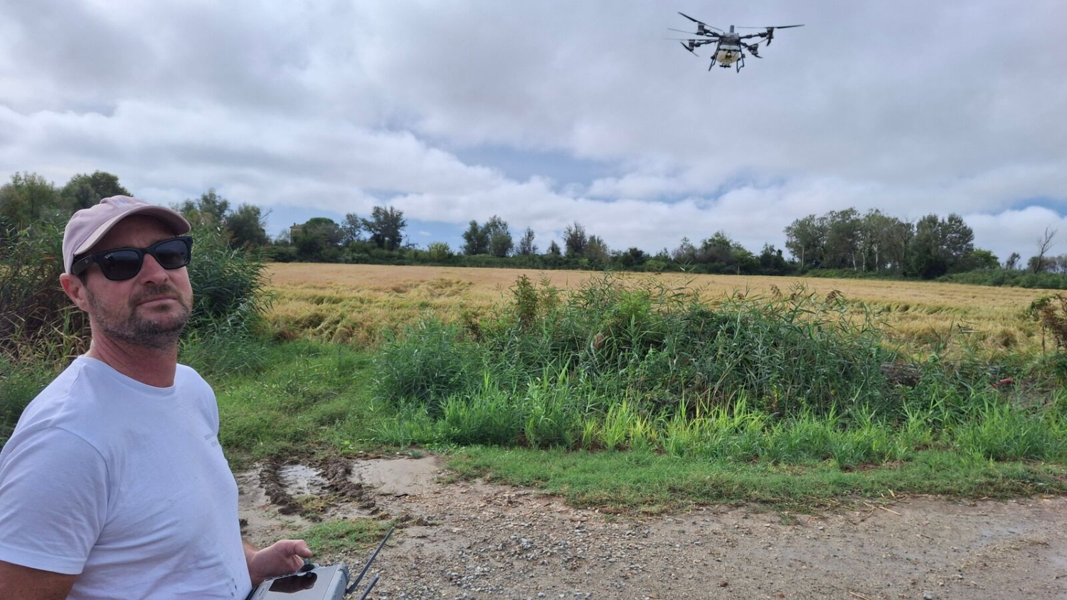 « C’est vraiment une révolution » : drones, taureaux et moutons pour sauver la culture du riz en Camargue